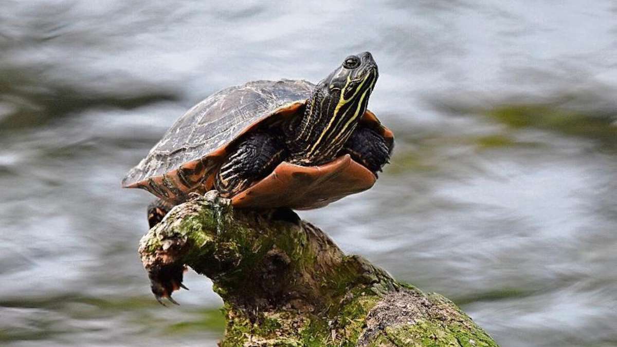 Coburg: Neustadt: Wem gehört Wasserschildkröte?
