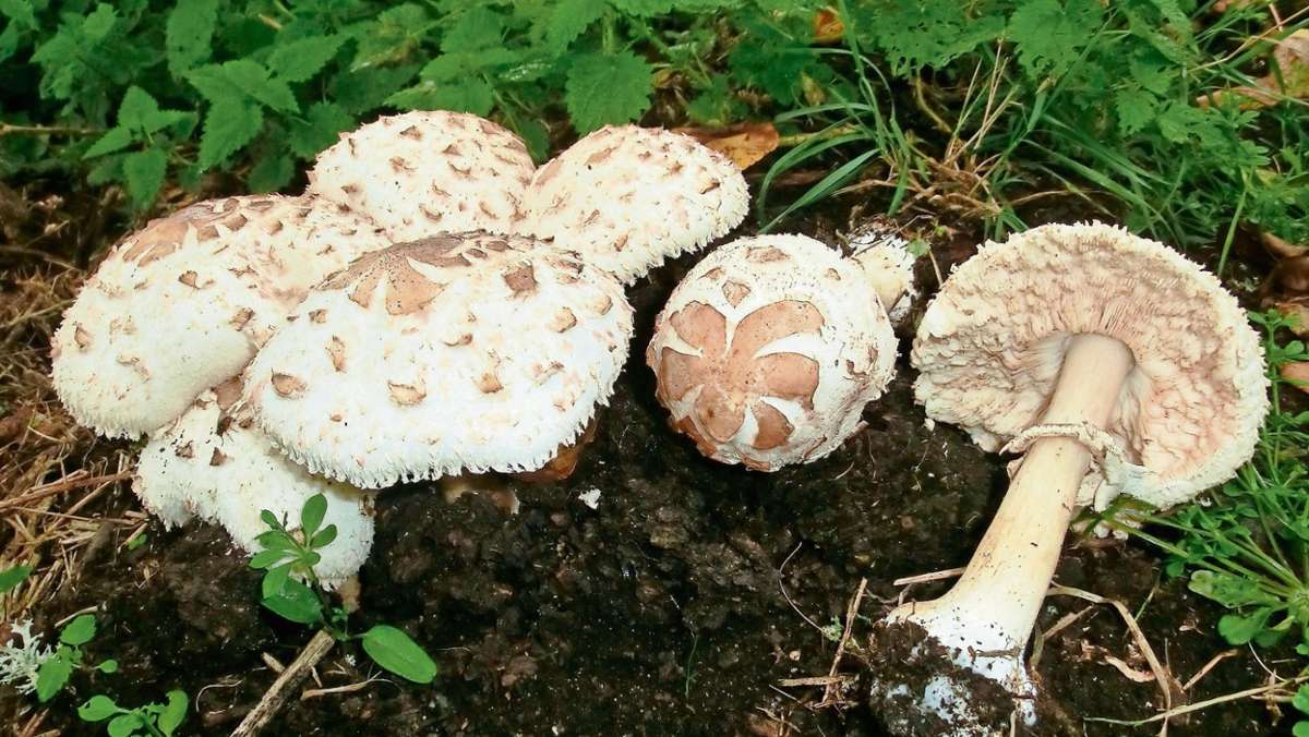 Coburg: Drei Pilz-Sammler vergiften sich