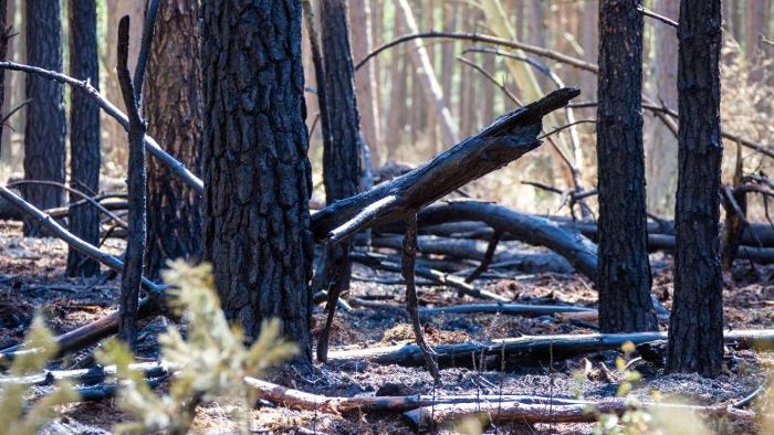 Sachverständiger: Keine Brandstiftung im Wald bei Lübtheen