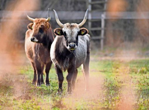 30 Heckrinder werden künftig auf 60 Hektar Fläche in der Bischofsaue bei Streufdorf weiden. Foto: frankphoto.de Quelle: Unbekannt