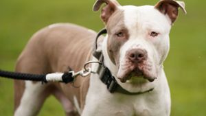 Notfälle: Halterin in London von eigenen Hunden totgebissen