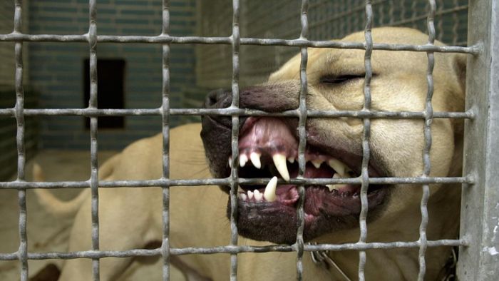 Hundeangriff in Süditalien: Zwei Pitbulls beißen Kleinkind in Italien zu Tode