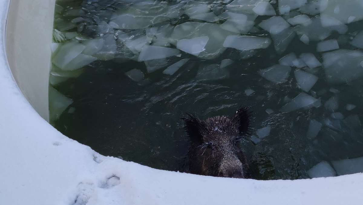 Neuss in Nordrhein-Westfalen: Wildschwein bricht durch Eisdecke in Pool - und wird gerettet