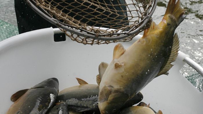 Länderspiegel: Königsfischen: Tierschützer zeigen Angler an