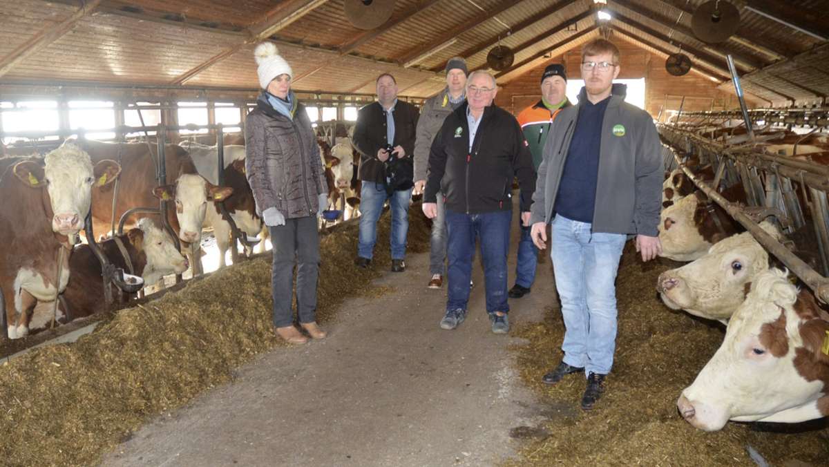 Genehmigungs-Marathon in Welitsch: Da wird die Kuh im Stall verrückt