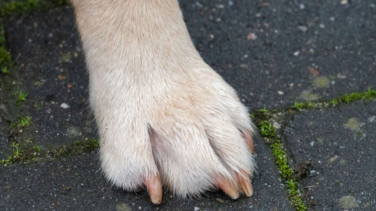 Tiere: Dutzende Hunde für Tierversuche in Thüringen genutzt