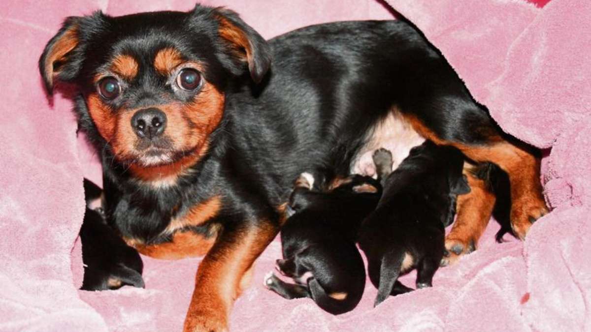 Hof: Bei Minusgraden: Hunde-Mama mit Welpen ausgesetzt