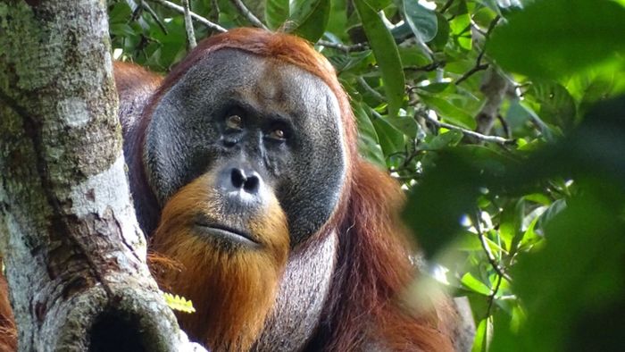 Studie: Orang-Utan heilt Wunde aktiv mit einer Pflanze