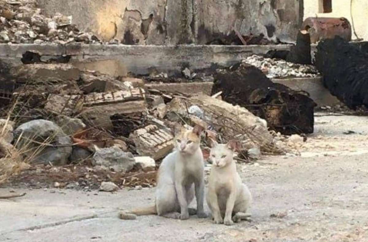 Das Foto zeigt zwei heimatlose Katzen nach den Bränden in Athen.