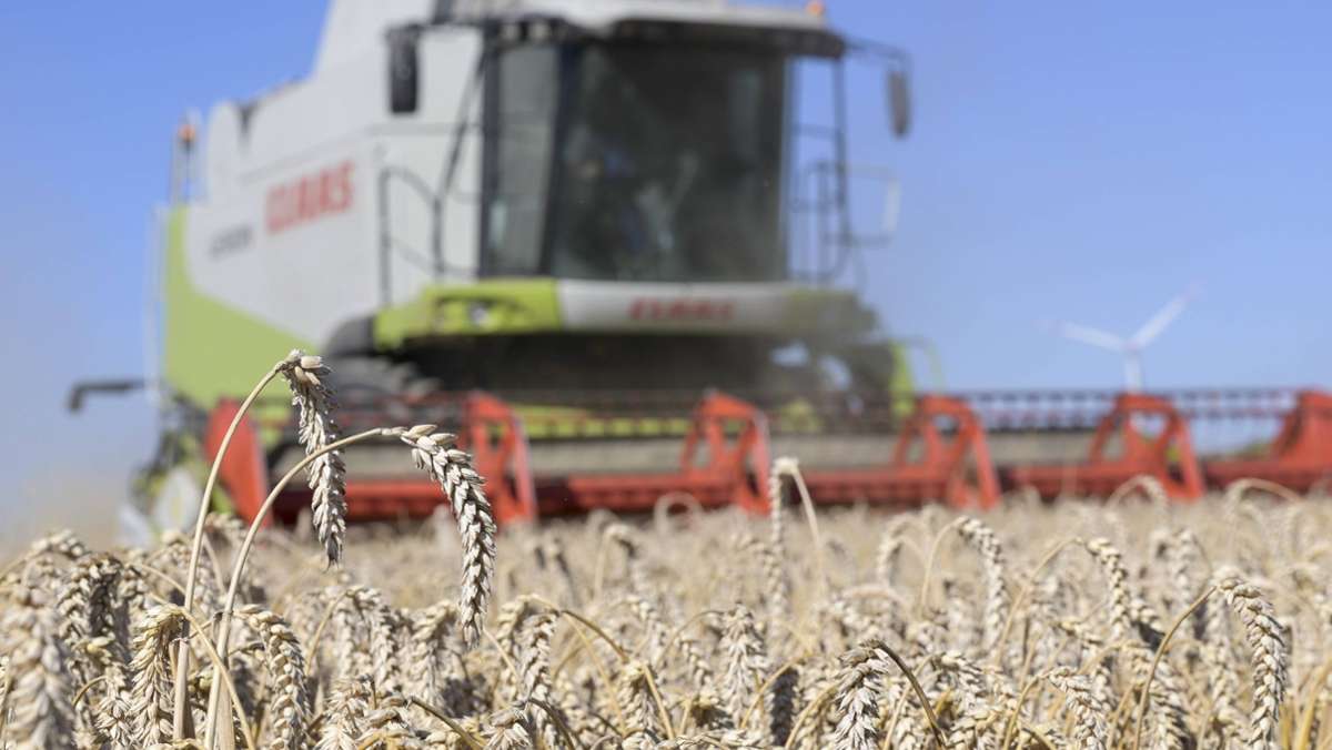 Landwirte ziehen Bilanz: Getreideernte stärker, Futterpflanzen knapp