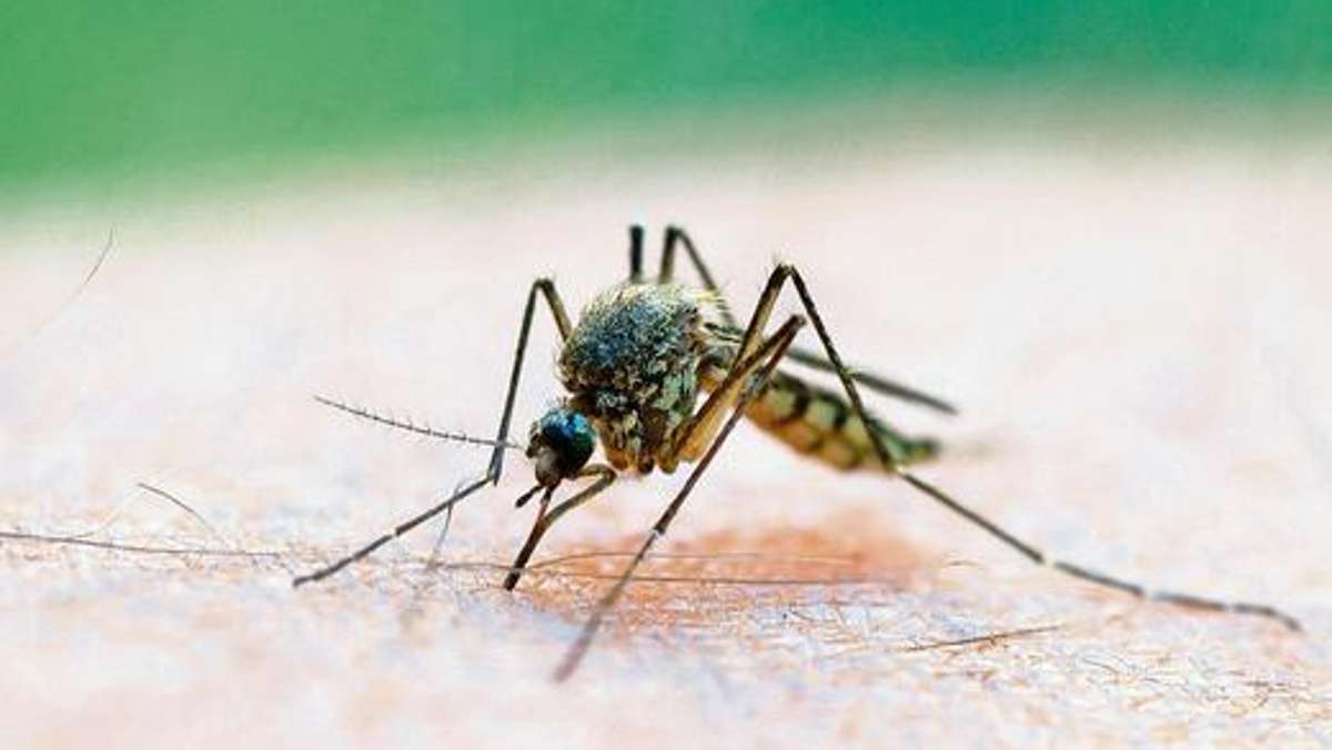 Coburg: Massenvermehrung bei Mücken