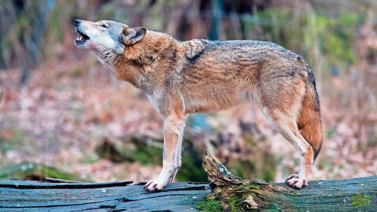 Tettau: Wölfe haben sich an die Menschen gewöhnt
