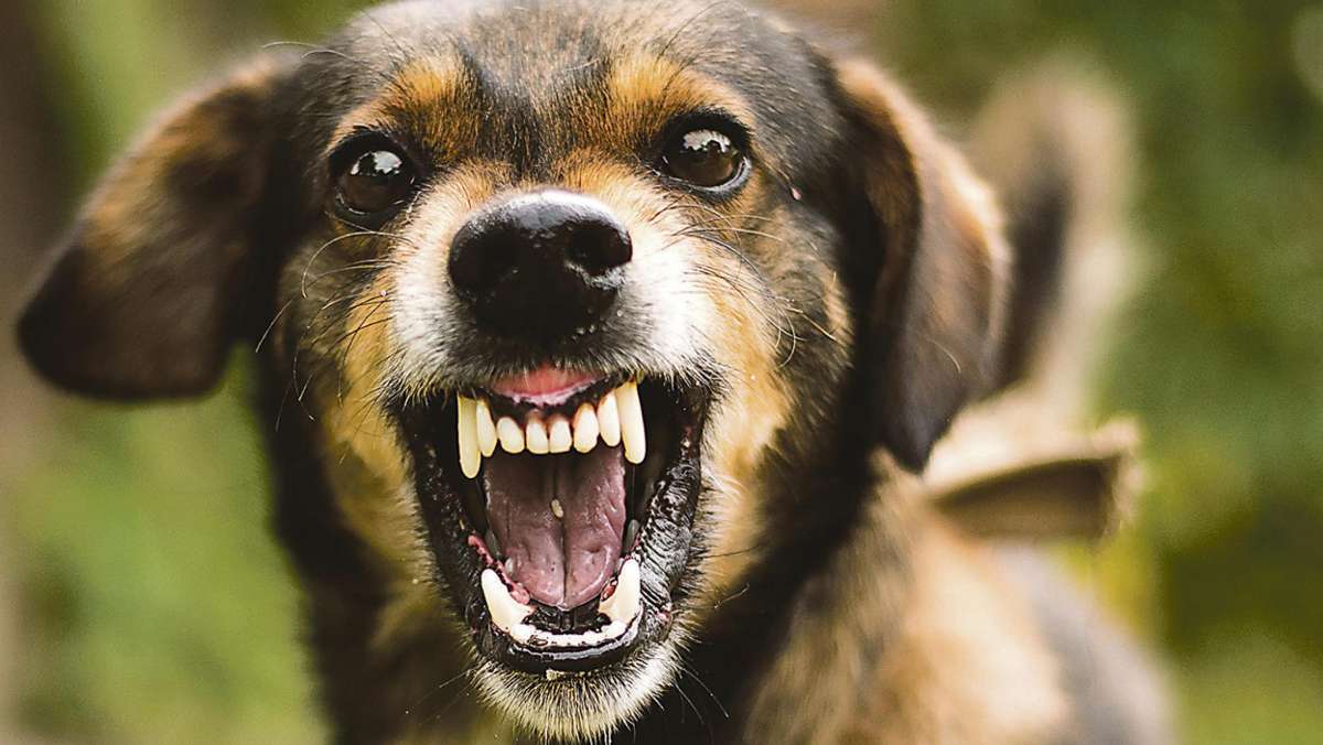 Coburg: Frei laufender Hund beißt Ehepaar und dessen Hund