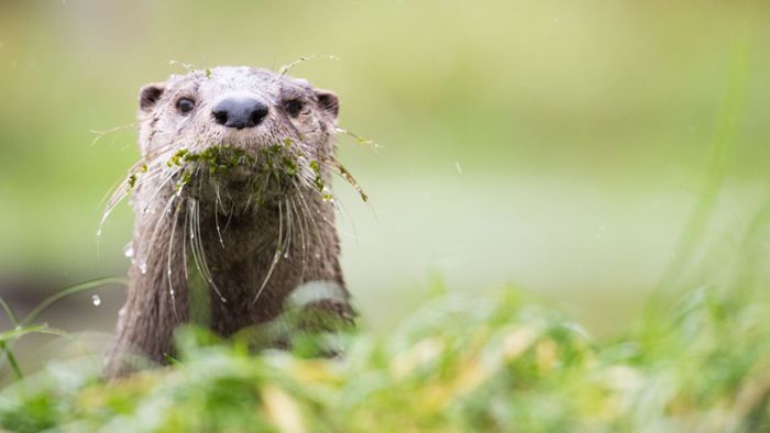 Siedlungshilfe für Otter: Projektstart in Thüringen