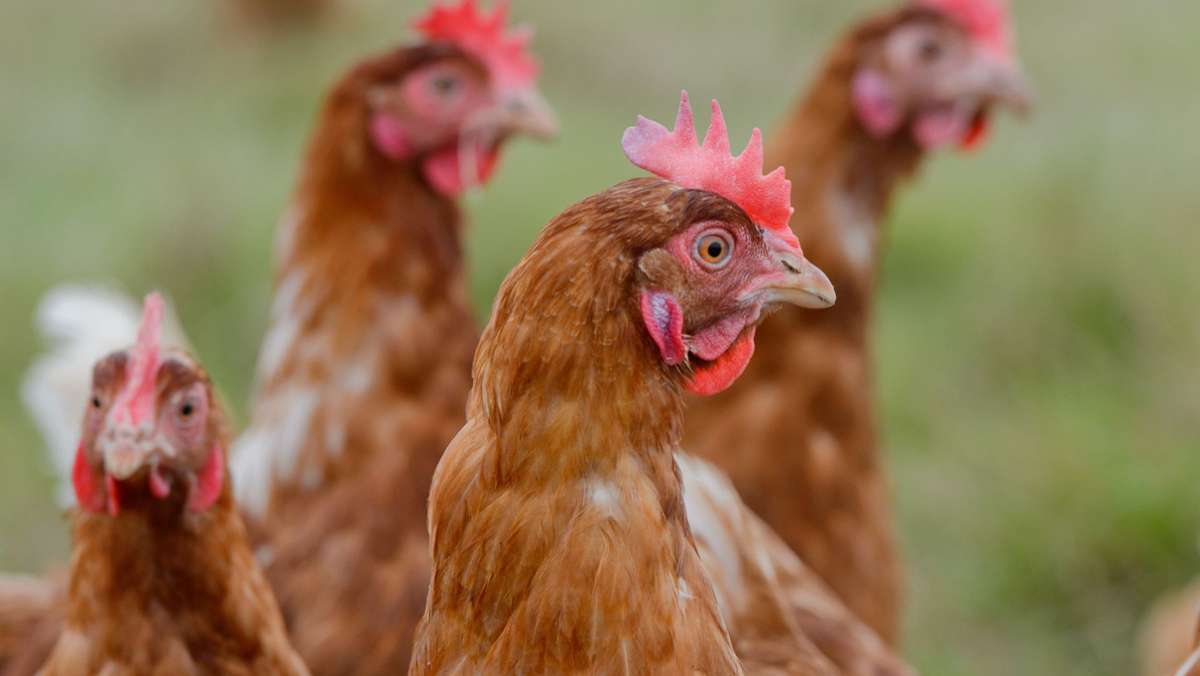 Tierquälerei : 25 Hühner getötet