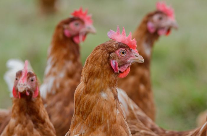 Tierquälerei : 25 Hühner getötet