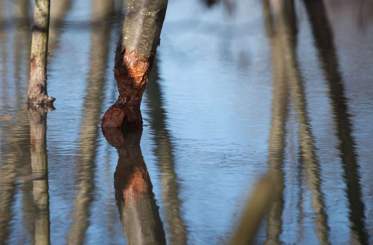 Symbolbild: Da wo der Biber haust, da steigt das Wasser und sterben Bäume. Trotzdem ist das Tier ein Segen für die Artenvielfalt. Foto: picture alliance/dpa/Marijan Murat