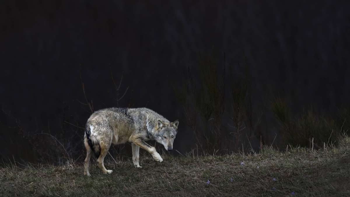 Wilde Tiere in Deutschland: Wolf wird mitten in Köln gesichtet