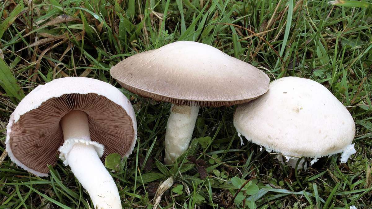 Pilze im Coburger Land: Gefährliche Doppelgänger