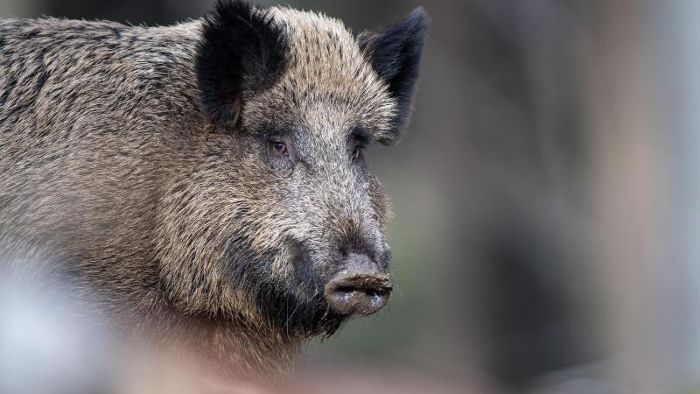 Schweinepest in polnischer Grenzregion