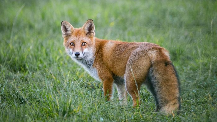 Peta kämpft gegen „Fuchs-Missbrauch“: Anzeige gegen  Zeiler Schliefenanlage