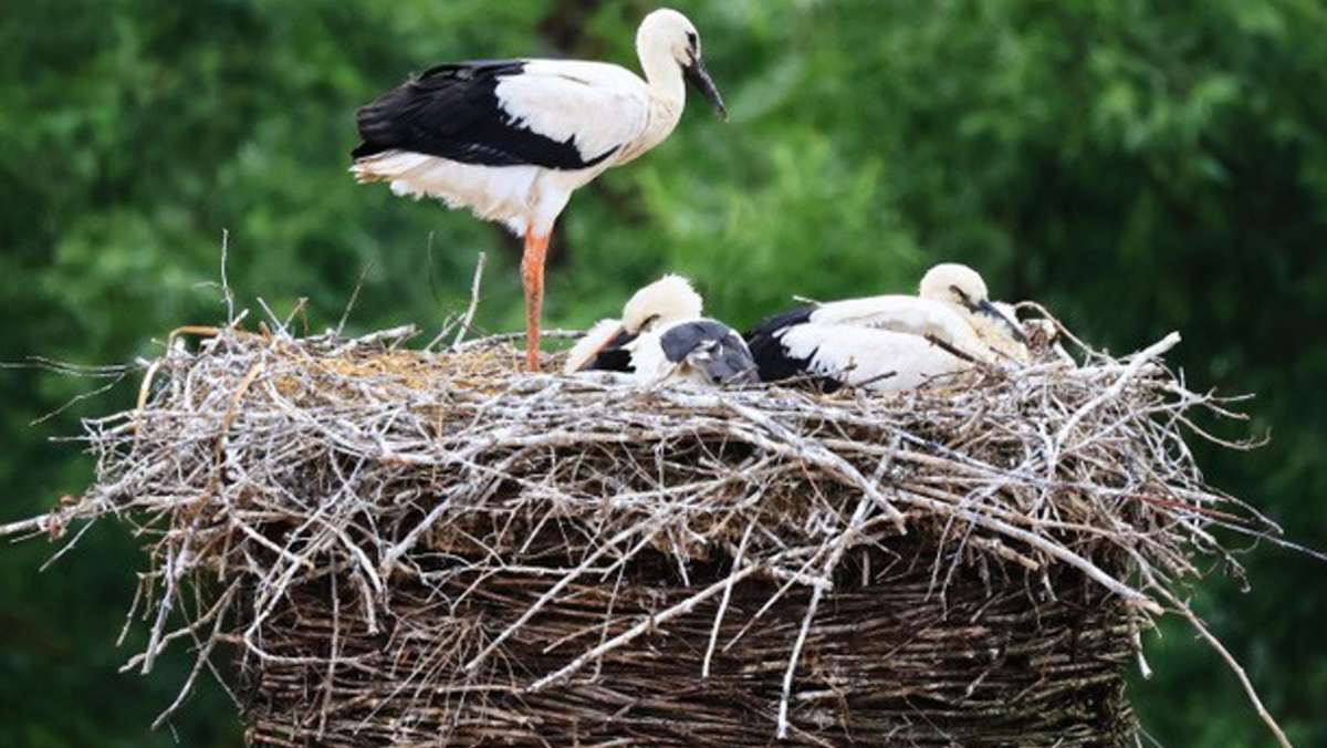 Storchen-Nachwuchs: Wann verlassen sie das  Nest?