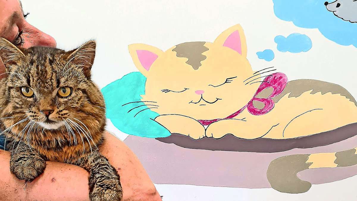 Kreis Haßberge: Tierschützer befreien 27 Katzen