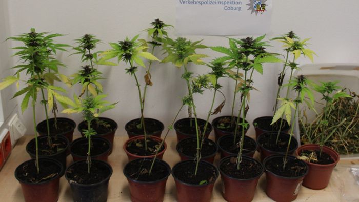 Oberfranken: Duo hat 19 Cannabispflanzen an Bord