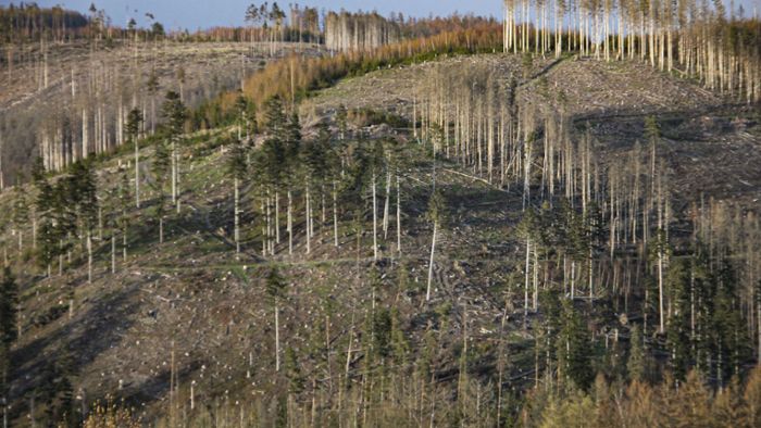 Frankenwald: Borkenkäfer: Der Kampf im Forst geht weiter