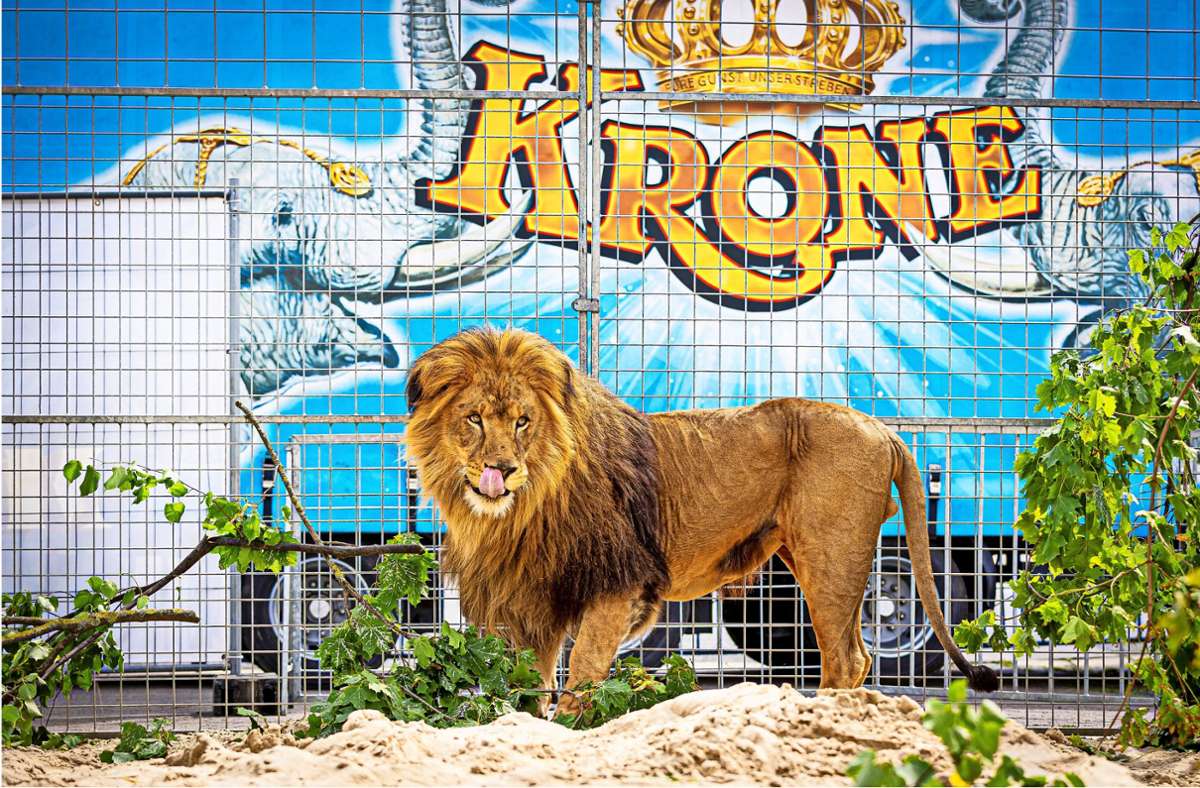 Ein Löwe in seinem Gehege auf dem Schützenplatz in Hannover, wo der nach eigenen Angaben größte Zirkus der Welt kürzlich gastierte. Foto: Moritz Frankenberg/dpa
