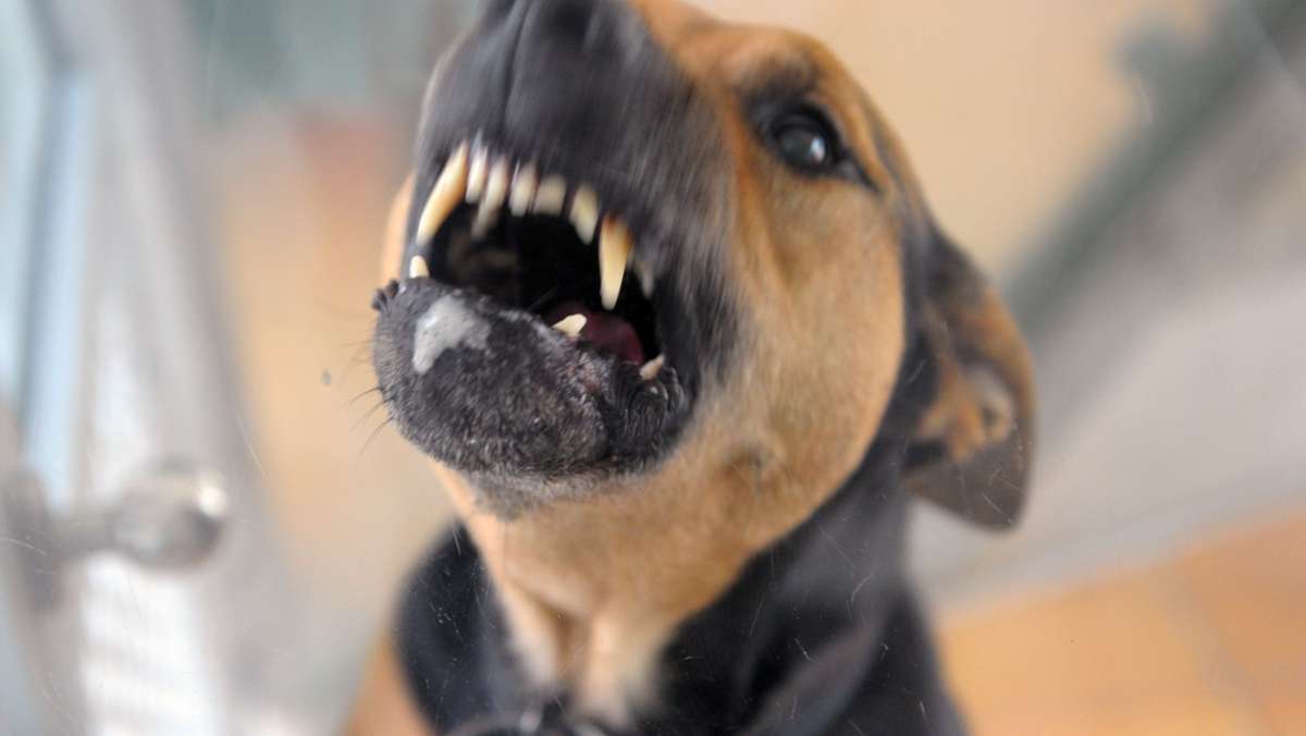 Hund beißt mehrmals zu: Radfahrer schwer verletzt