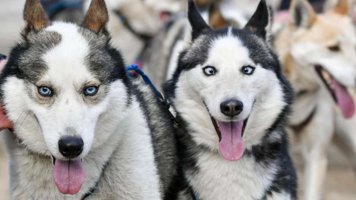 Marktredwitz: Bissige Hunde reißen zehn Therapieschafe