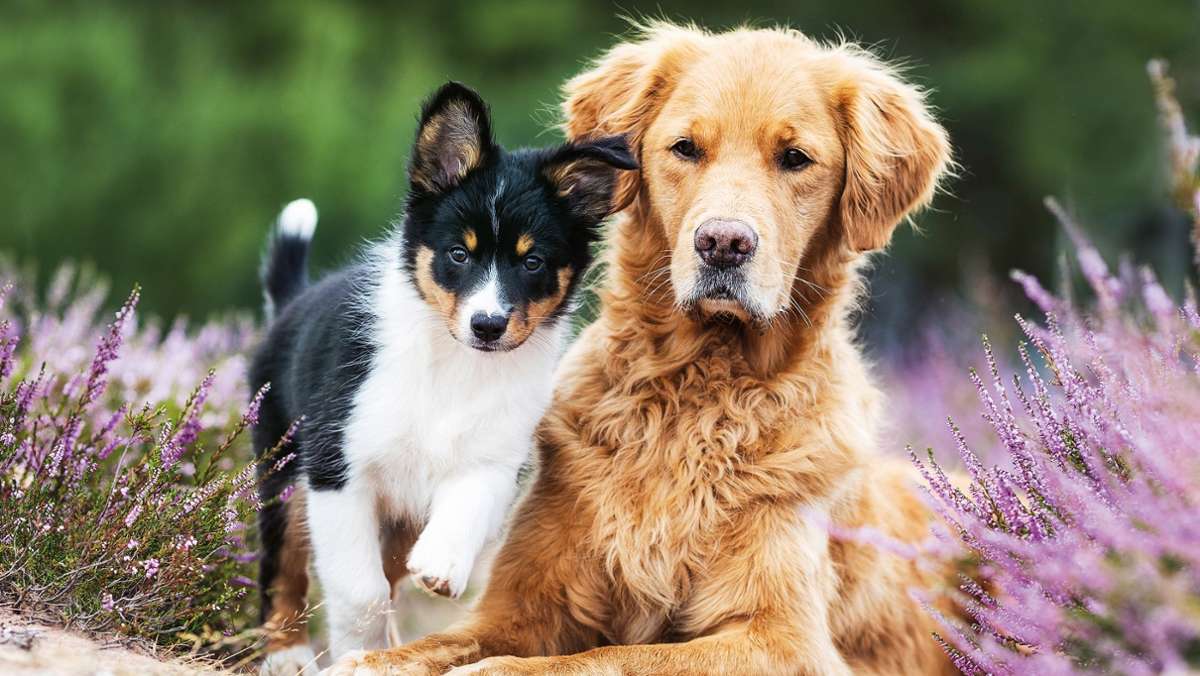 Steuererhöhung: Tschirn bittet Hundehalter stärker zur Kasse