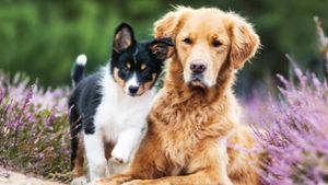 Tschirn bittet Hundehalter stärker zur Kasse
