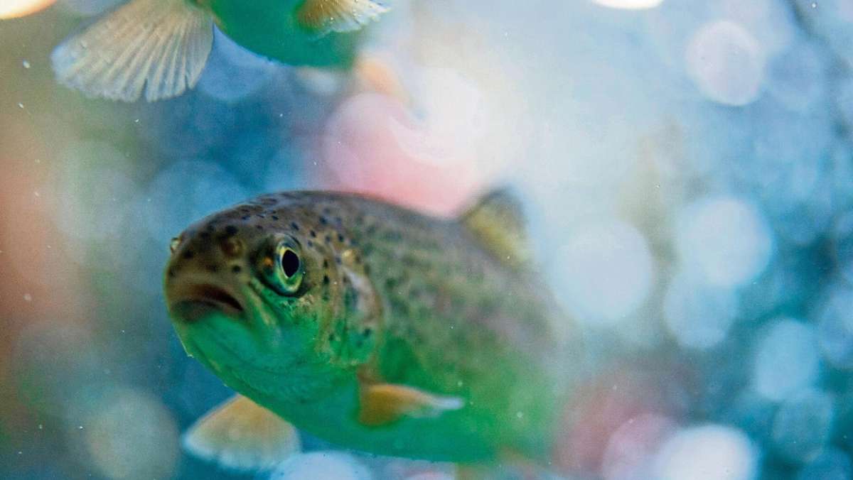 Coburg: Angler schlagen Alarm