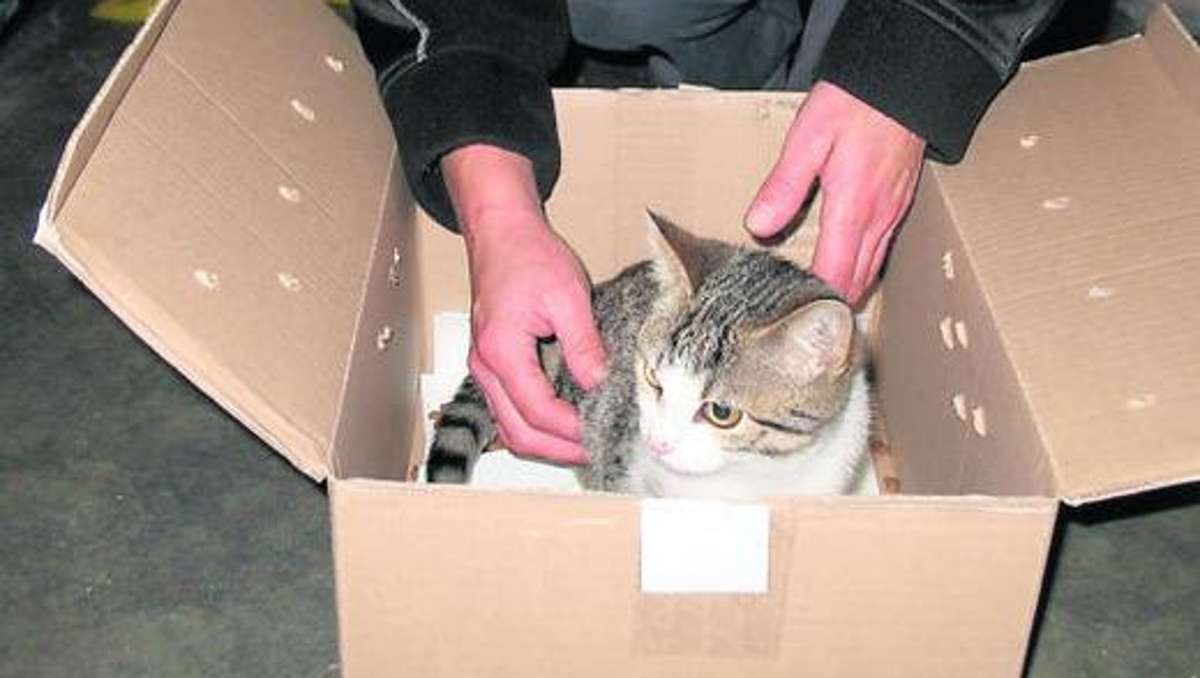 Hassberge: Im Karton sitzt eine kleine Katzendame