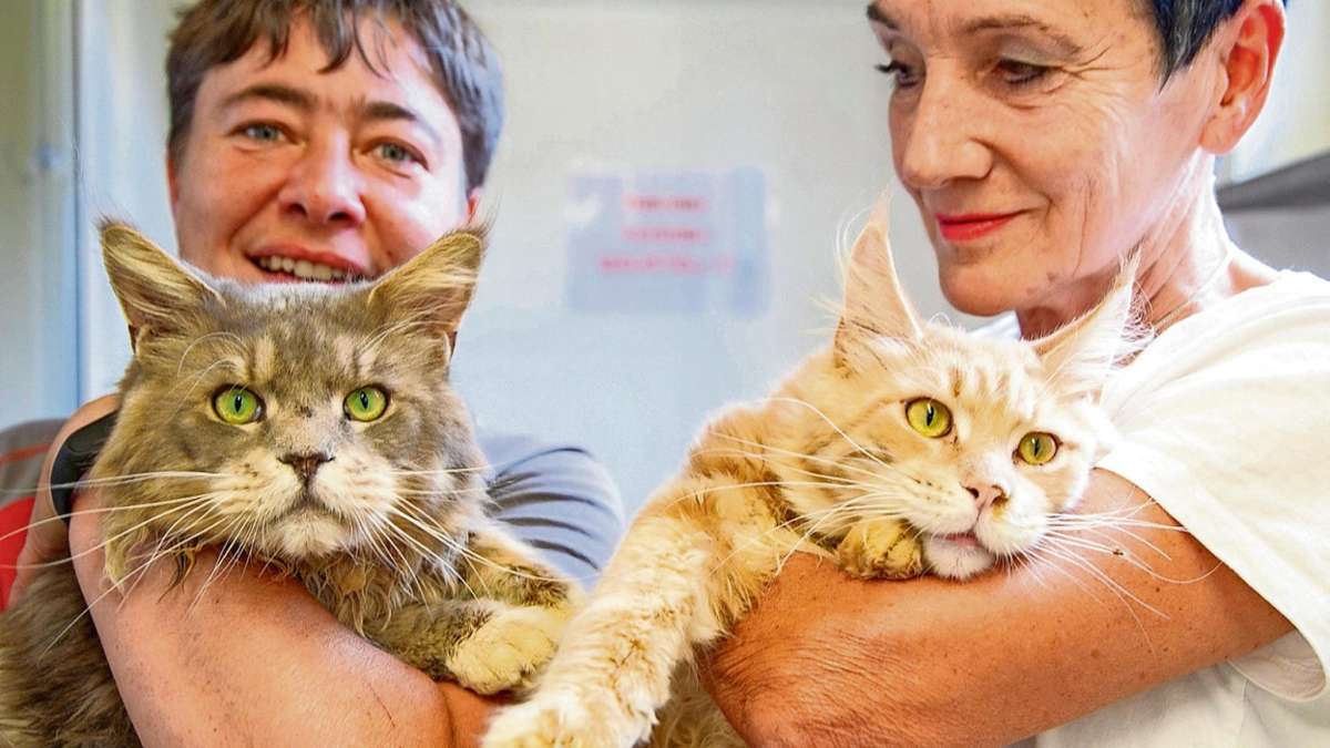 Trockau: Katzen-Babys sterben im Kofferraum