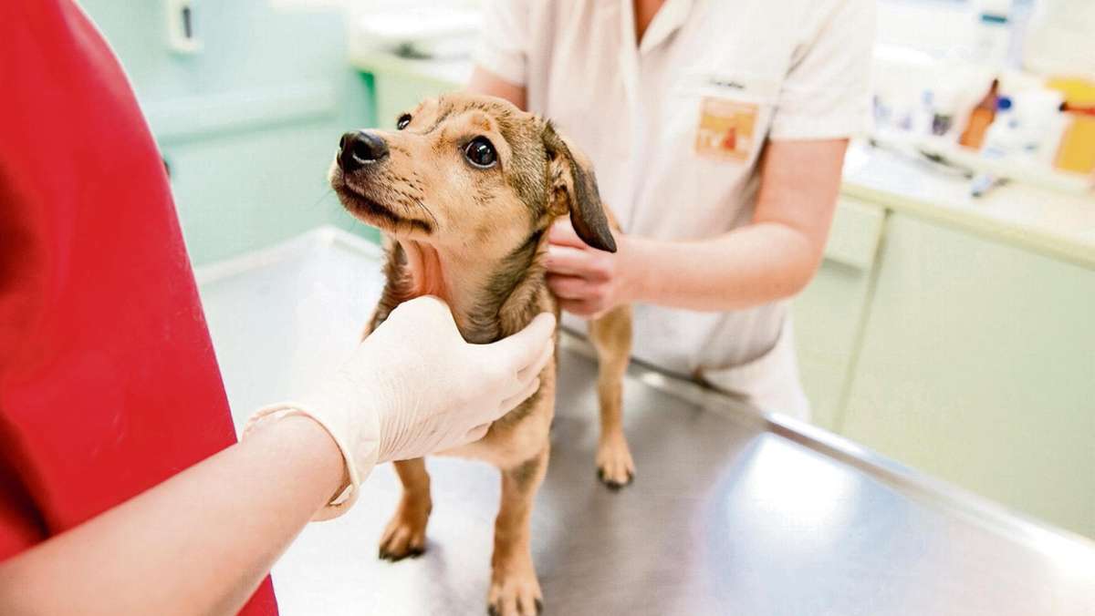 Kronach: Tierarzt rät zur Staupe-Impfung