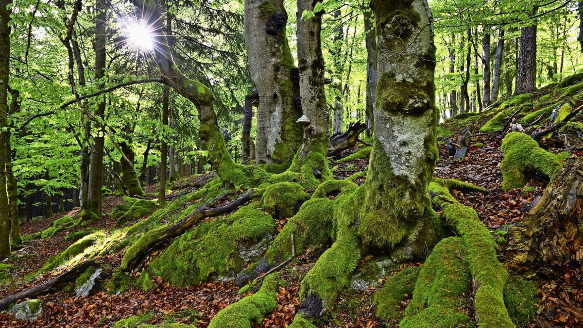 Oberfranken: Damit der Wald eine Zukunft hat
