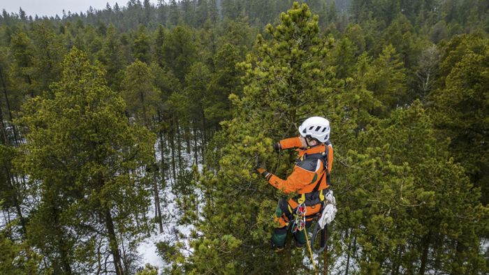 Fichtelgebirge: Spektakuläre Ernte der Baumsteiger