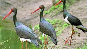 Frankenwald soll  Vogelschutzgebiet werden