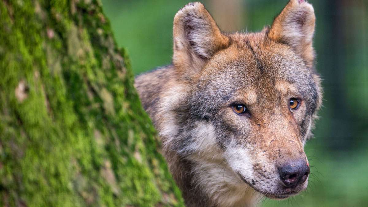 Wölfe in Paarungszeit: Oberfranken: Regeln für Hundehalter