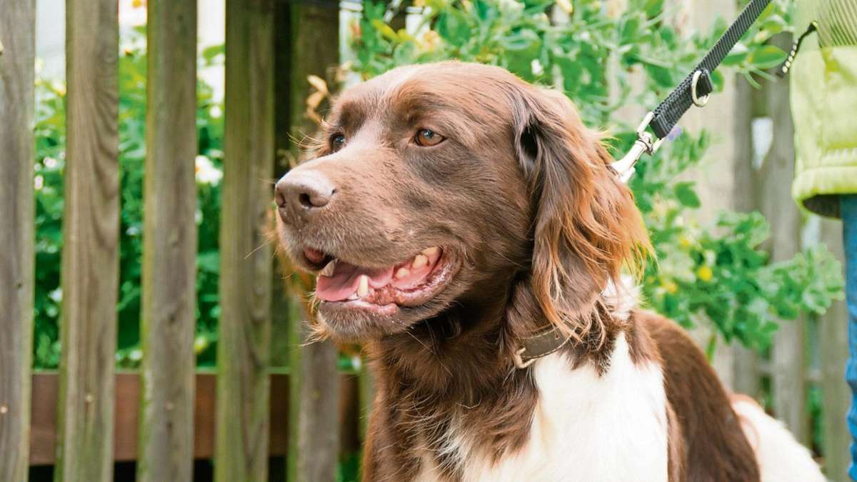 Bad Staffelstein: Hund läuft nur kurz weg und verletzt sich schwer