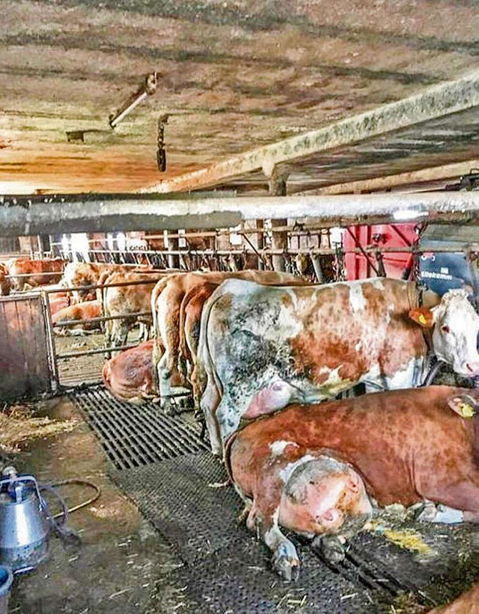Das Euter der Kuh im Vordergrund ist fast zum Platzen voll, was für das Tier äußerst schmerzhaft ist. Foto: Peta