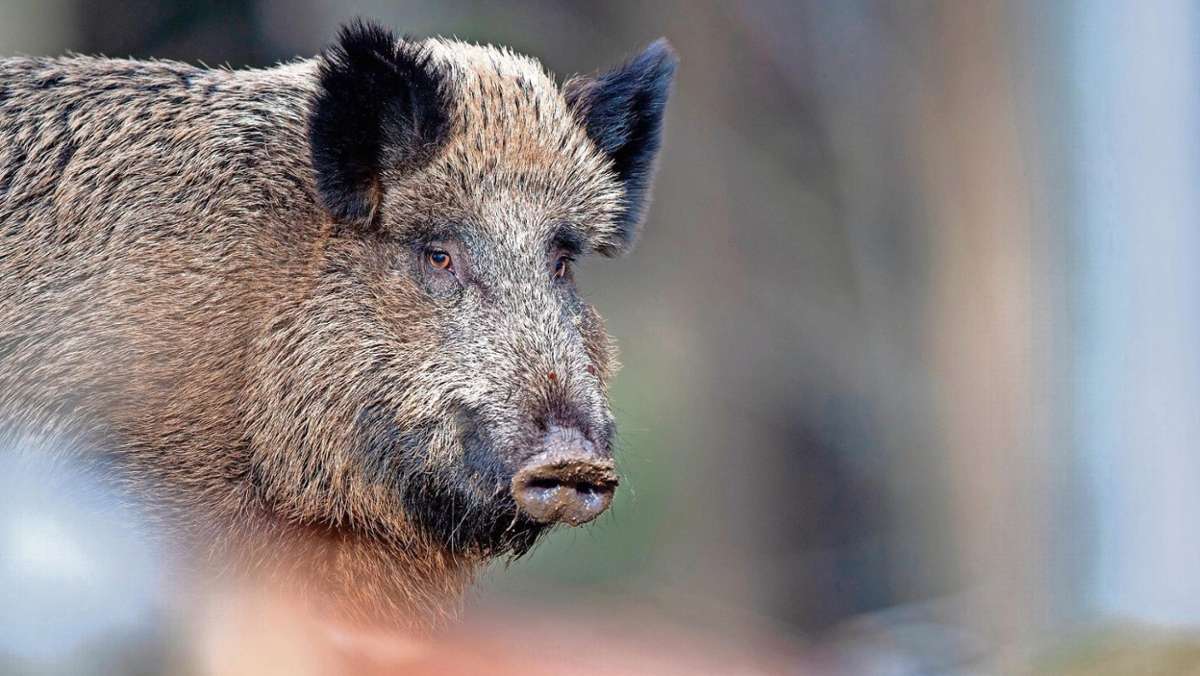 Kronach: Gut gewappnet gegen die Schweinepest