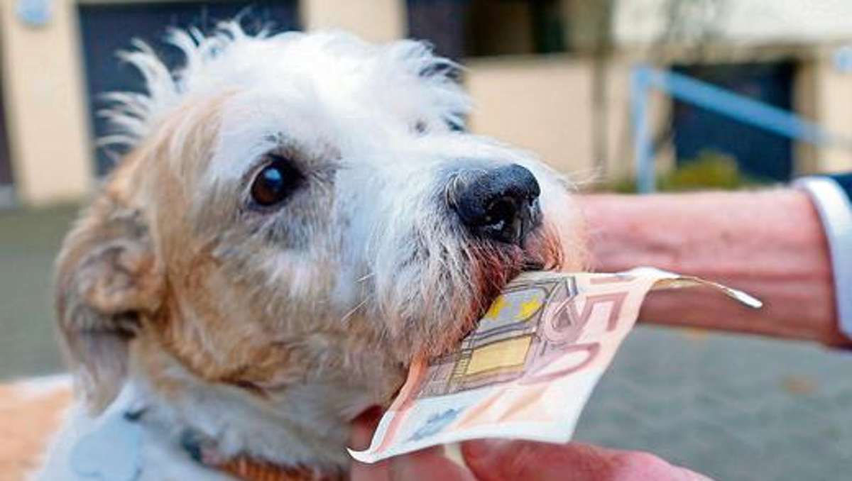 Coburg: Hundebesitzer sollen mehr zahlen