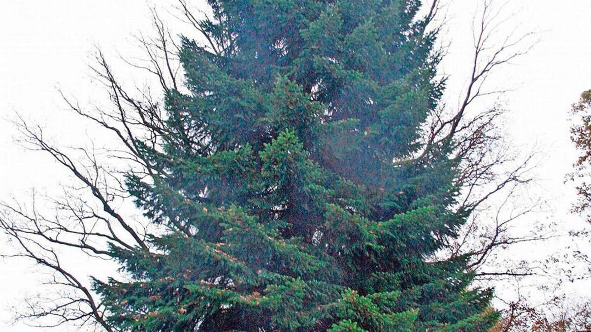 Coburg: Ein Baum zieht um