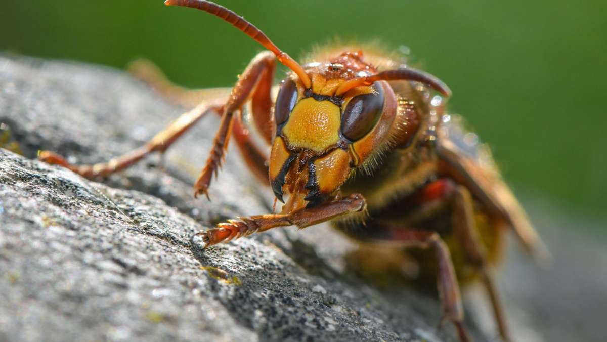 „Insektensommer“: Aktuell werden besonders viele Hornissen gesichtet